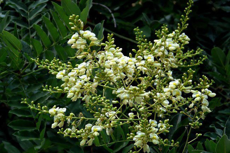 Hoa hòe – vị thuốc đông dược trị cao huyết áp